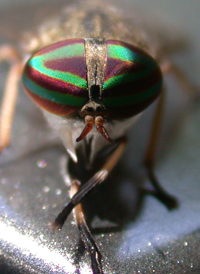 Tabanus lineola